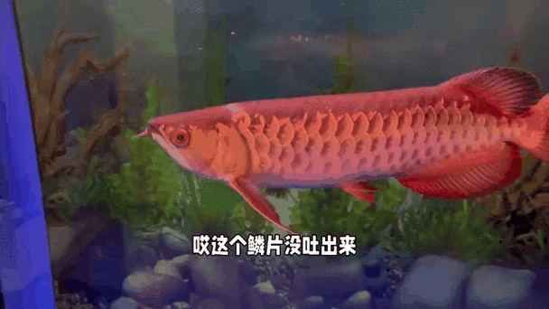 河北小伙吃金龍魚是真的嗎圖片