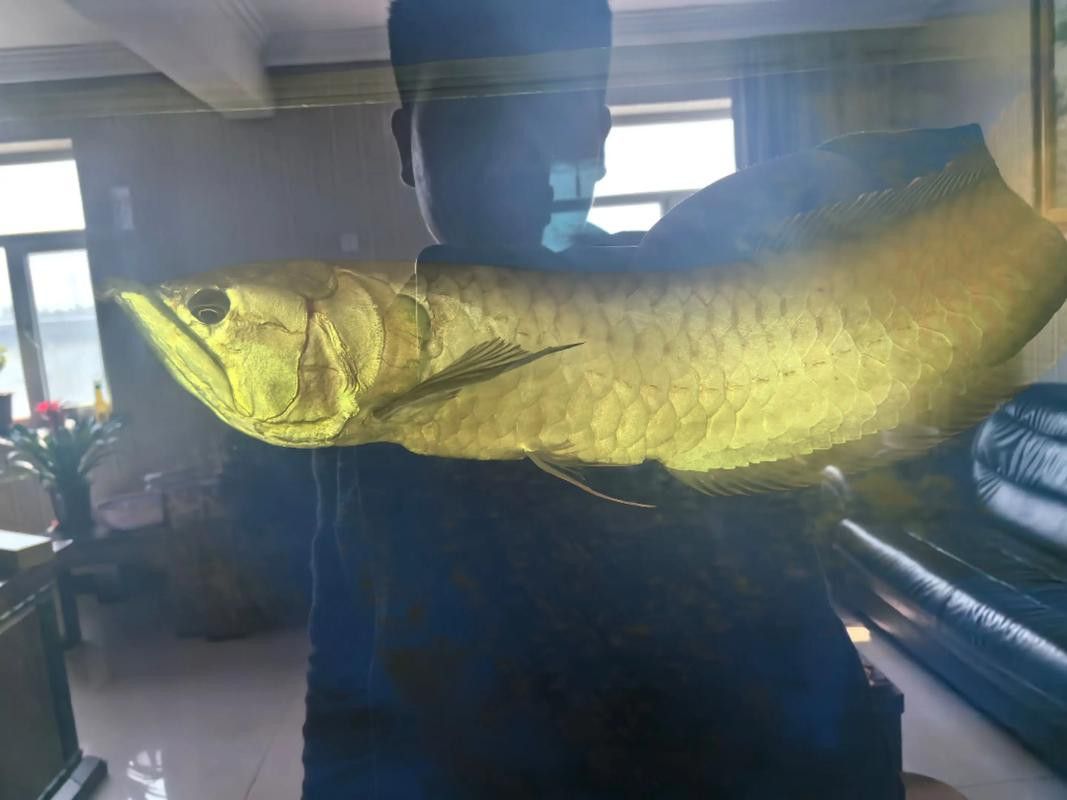 河北小伙吃金龍魚是真的嗎圖片