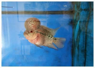 羅漢魚(yú)能和紅龍魚(yú)混養(yǎng)嗎？：羅漢魚(yú)和紅龍魚(yú)可以混養(yǎng)但需要注意條件和注意事項(xiàng)