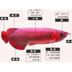 金龍魚水位高度多少好：關于金龍魚水位高度的詳細解答
