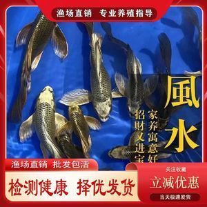 紅龍魚尺寸怎么測量圖解：如何測量紅龍魚的體長
