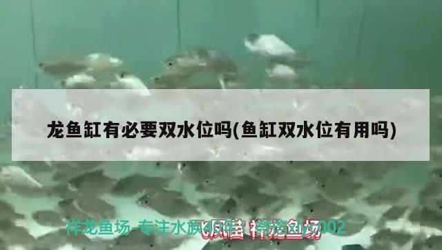 龍魚缸的水位多少合適呢：關于龍魚缸水位的詳細信息