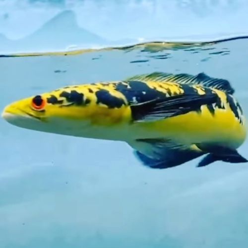 黑魔雷龍魚圖片欣賞