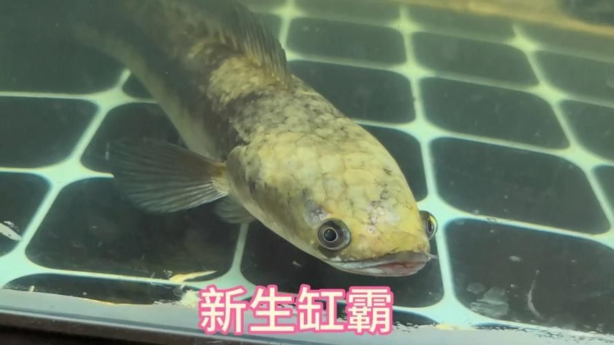 黑魔雷龍魚圖片欣賞