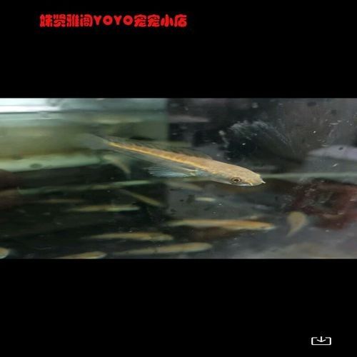 黑魔雷龍魚圖片欣賞