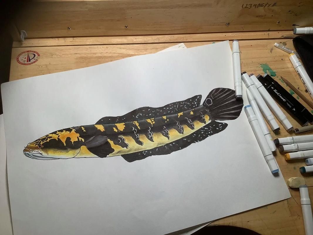 黑魔雷龍魚圖片欣賞