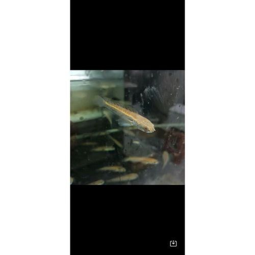 黑魔雷龍魚圖片欣賞