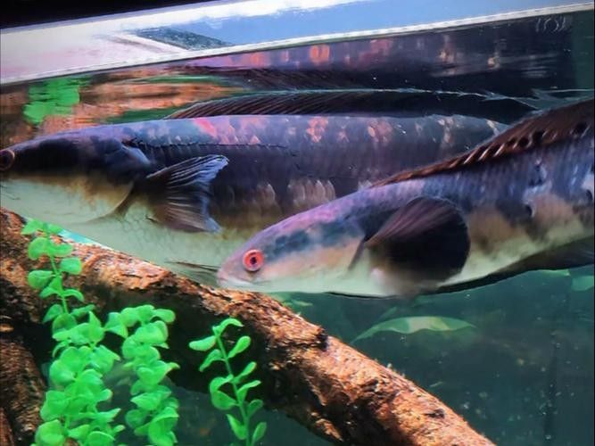 黑魔雷龍魚圖片欣賞