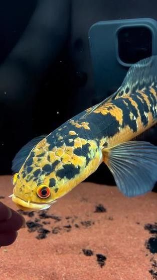 黑魔雷龍魚圖片欣賞