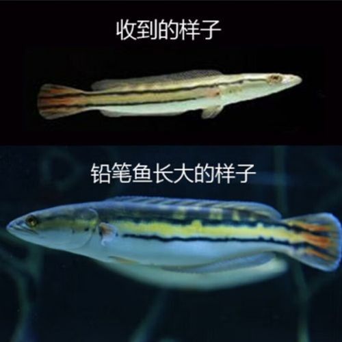 黑魔雷龍魚圖片欣賞