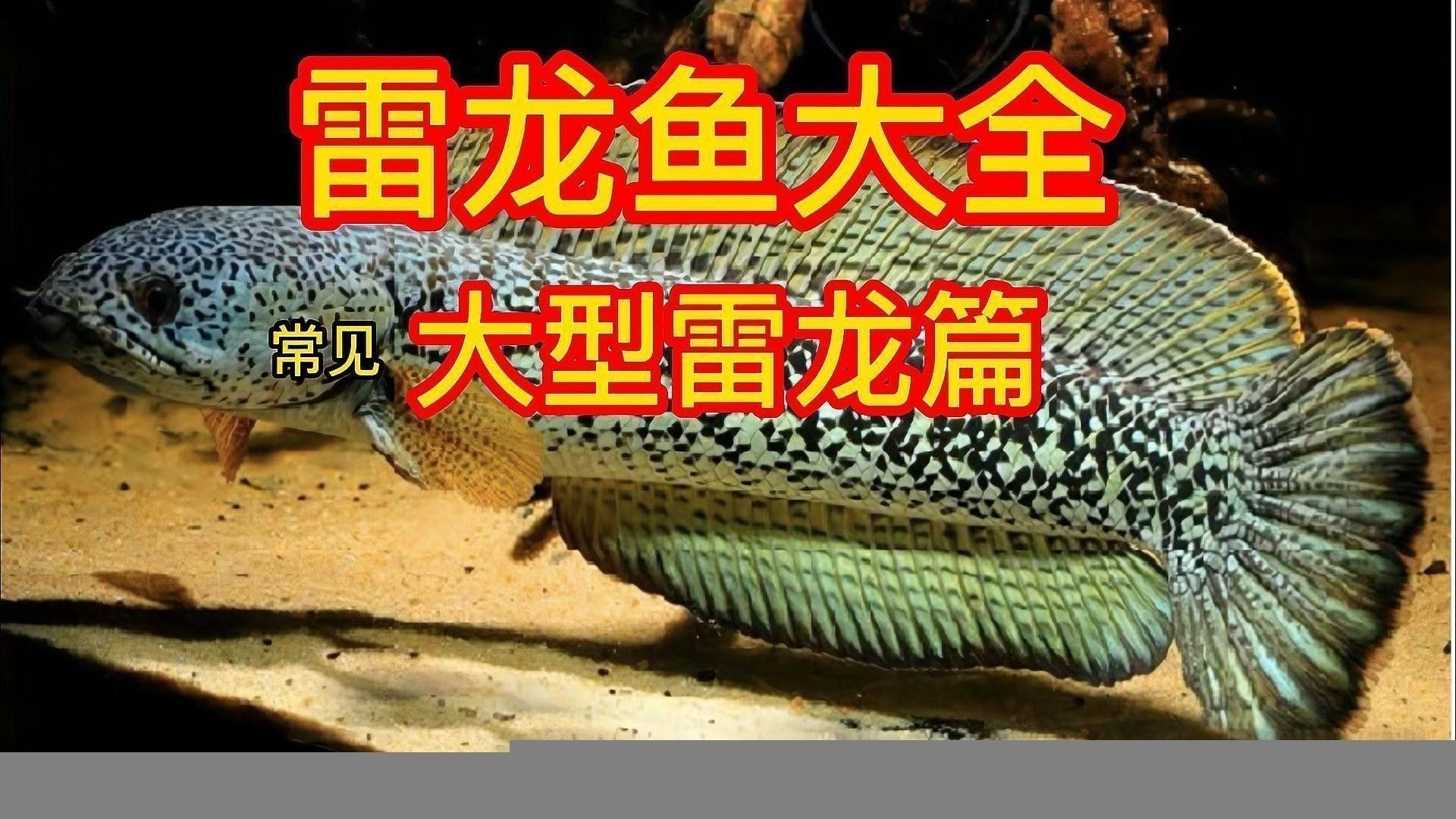 黑魔雷龍魚圖片欣賞
