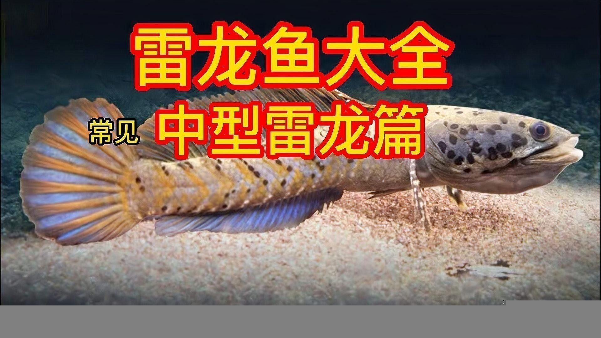 黑魔雷龍魚圖片欣賞