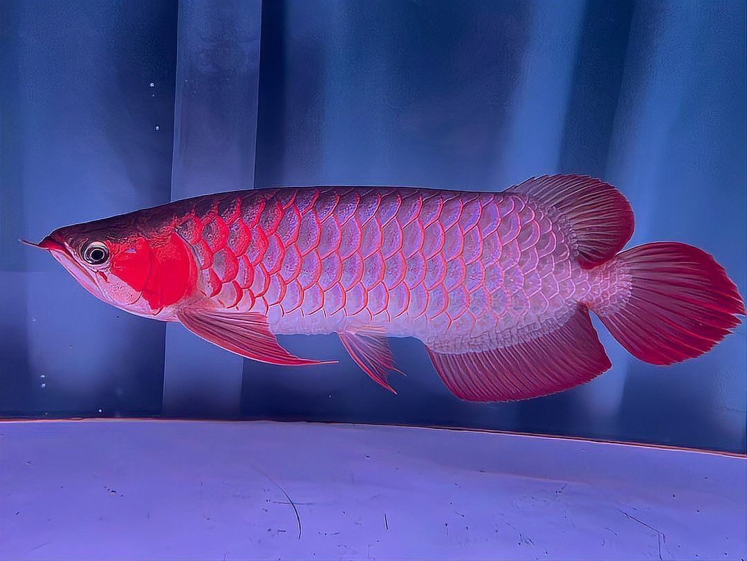 珠海魚缸 龍魚世家水族館好口碑