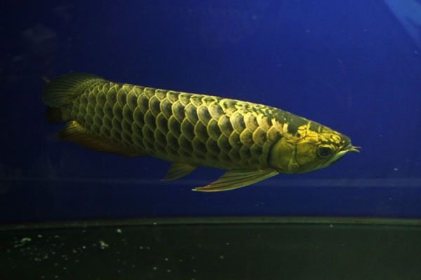 金龍魚(yú)頭朝上尾朝下怎么救：金龍魚(yú)頭朝上尾朝下怎么辦