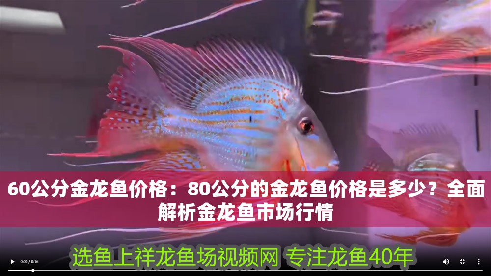 60公分金龍魚價格：80公分的金龍魚價格是多少？全面解析金龍魚市場行情