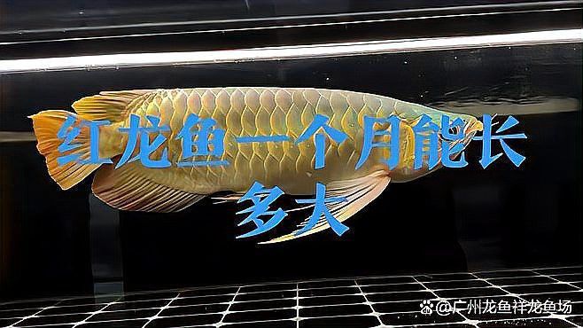 如何判斷紅龍魚是否成年