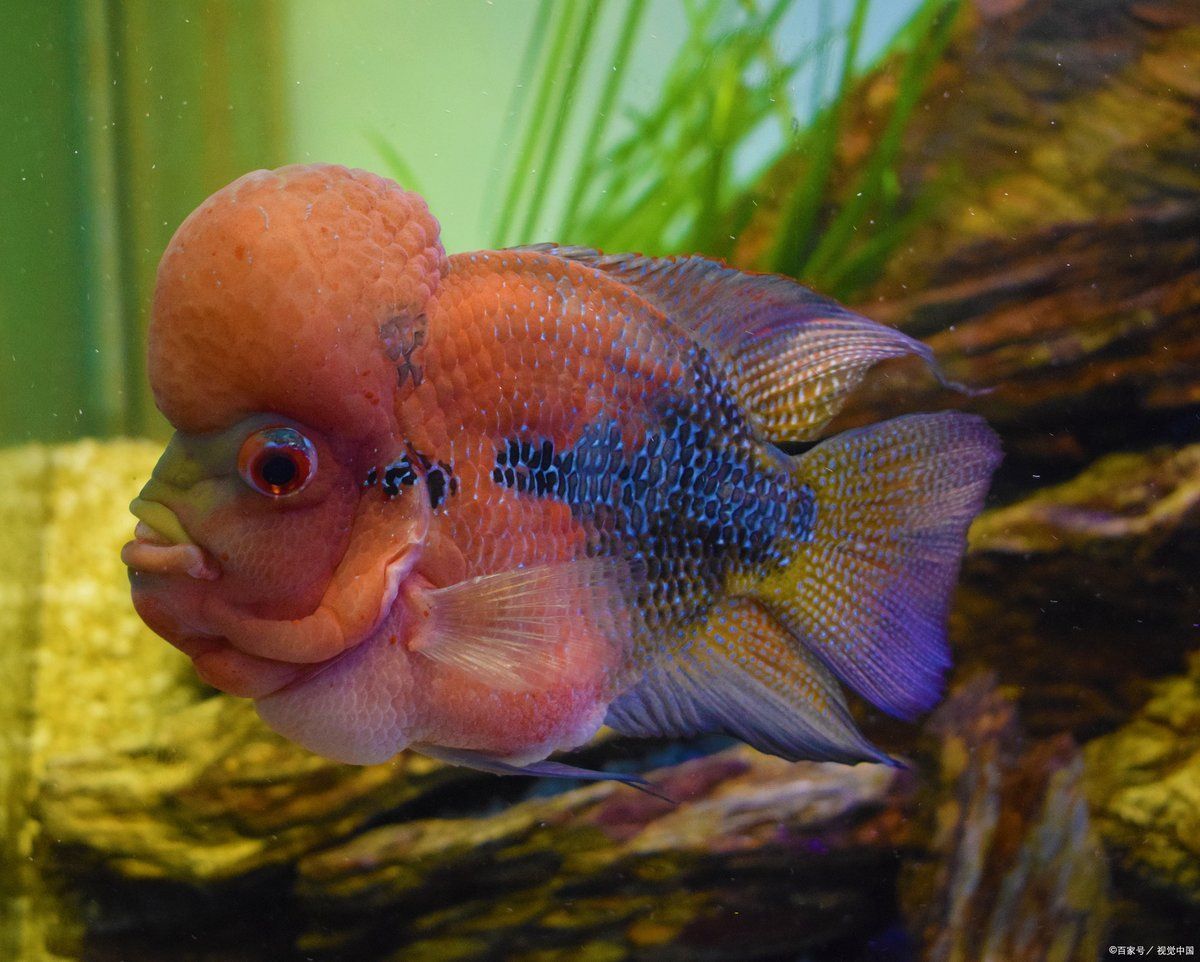 羅漢魚(yú)智商相當(dāng)于幾歲
