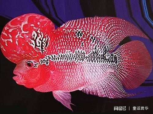 羅漢魚(yú)智商相當(dāng)于幾歲
