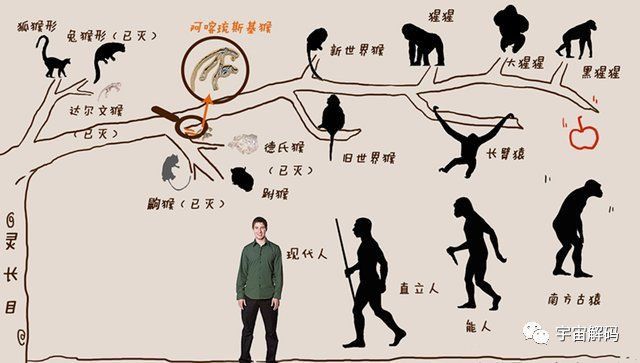 羅漢魚(yú)智商相當(dāng)于幾歲