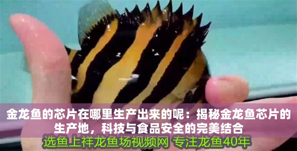 金龍魚的芯片在哪里生產出來的呢：揭秘金龍魚芯片的生產地，科技與食品安全的完美結合