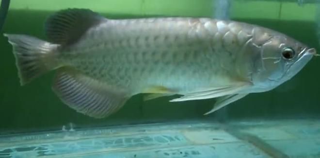 金龍魚(yú)不停張嘴呼吸怎么辦：金龍魚(yú)不停張嘴呼吸怎么辦金龍魚(yú)不停張嘴呼吸怎么辦