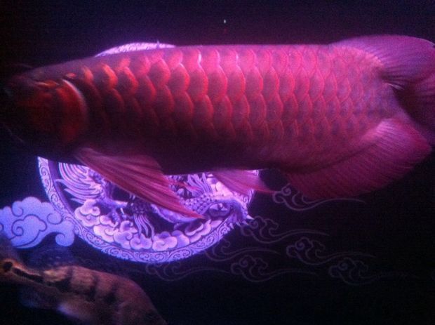 龍魚之城（世界龍魚錦標賽一條龍魚108萬元高價售出，引發網友熱議）