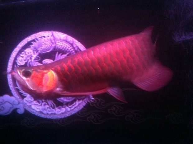 龍魚之城（世界龍魚錦標賽一條龍魚108萬元高價售出，引發網友熱議）