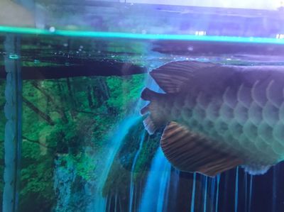 龍魚之城（世界龍魚錦標賽一條龍魚108萬元高價售出，引發網友熱議）