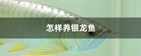 銀龍魚幼魚活餌選擇技巧：銀龍魚幼魚活餌喂食時間表銀龍魚幼魚活餌選擇技巧