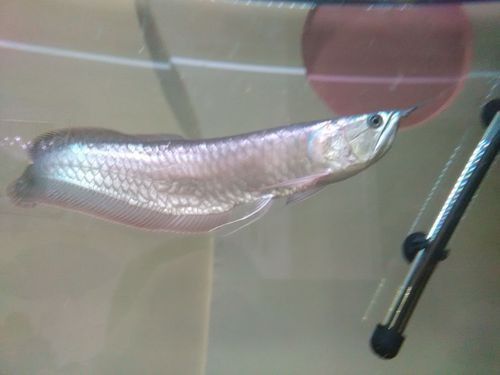銀龍魚潰爛最怕三個東西圖片