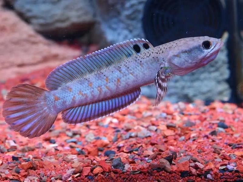 紅色的雷龍魚叫什么魚
