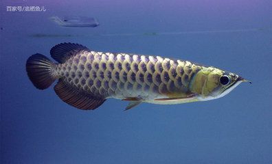 龍魚頭朝上游：龍魚頭朝上游可能有多種原因但不限于水溫的變化、氧氣的不足