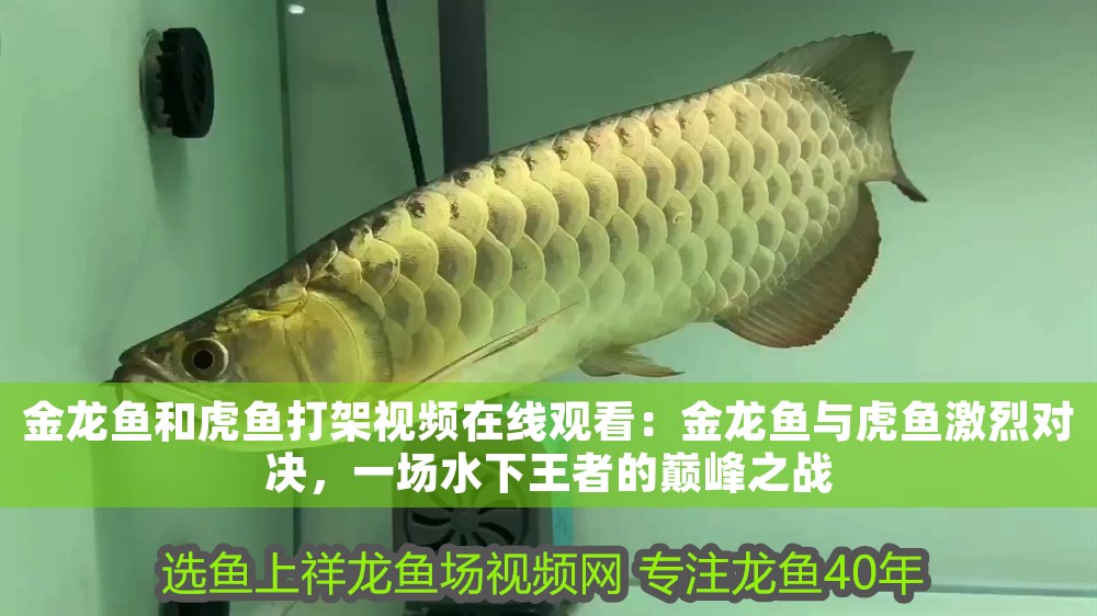 金龍魚和虎魚打架視頻在線觀看：金龍魚與虎魚激烈對決，一場水下王者的巔峰之戰
