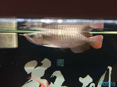 龍魚品相和介紹的區別在哪里，如何鑒別龍魚的優良品相？ 龍魚品相和介紹的區別在哪里，如何鑒別龍魚的優良品相？ 龍魚百科 第4張