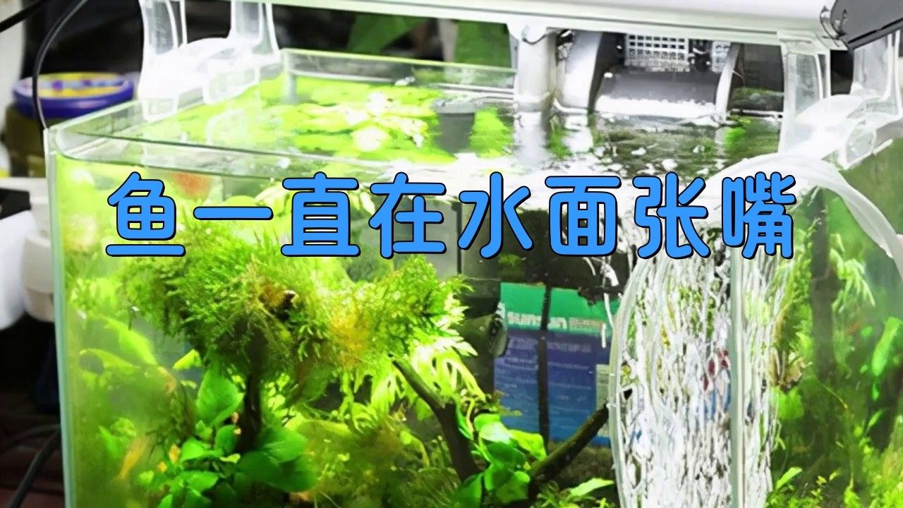龍魚在水面張嘴呼吸怎么回事