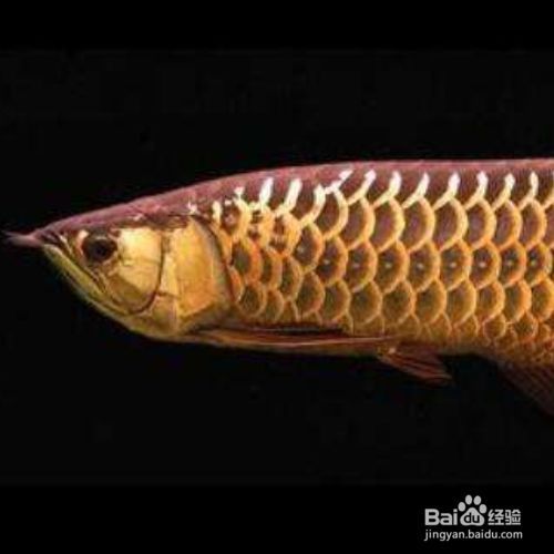 金龍魚 食物：金龍魚的食物來源之一是小魚小蝦，喂食時應注意這幾點