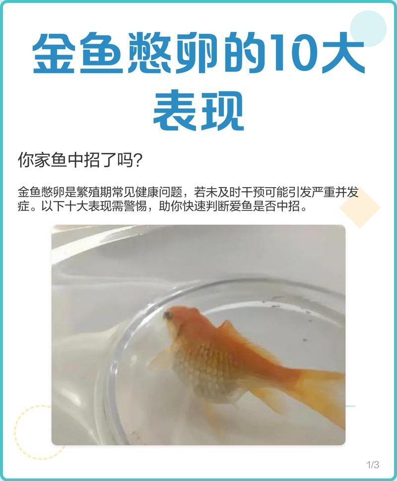 如何判斷金頭金龍魚是否進入繁殖期？