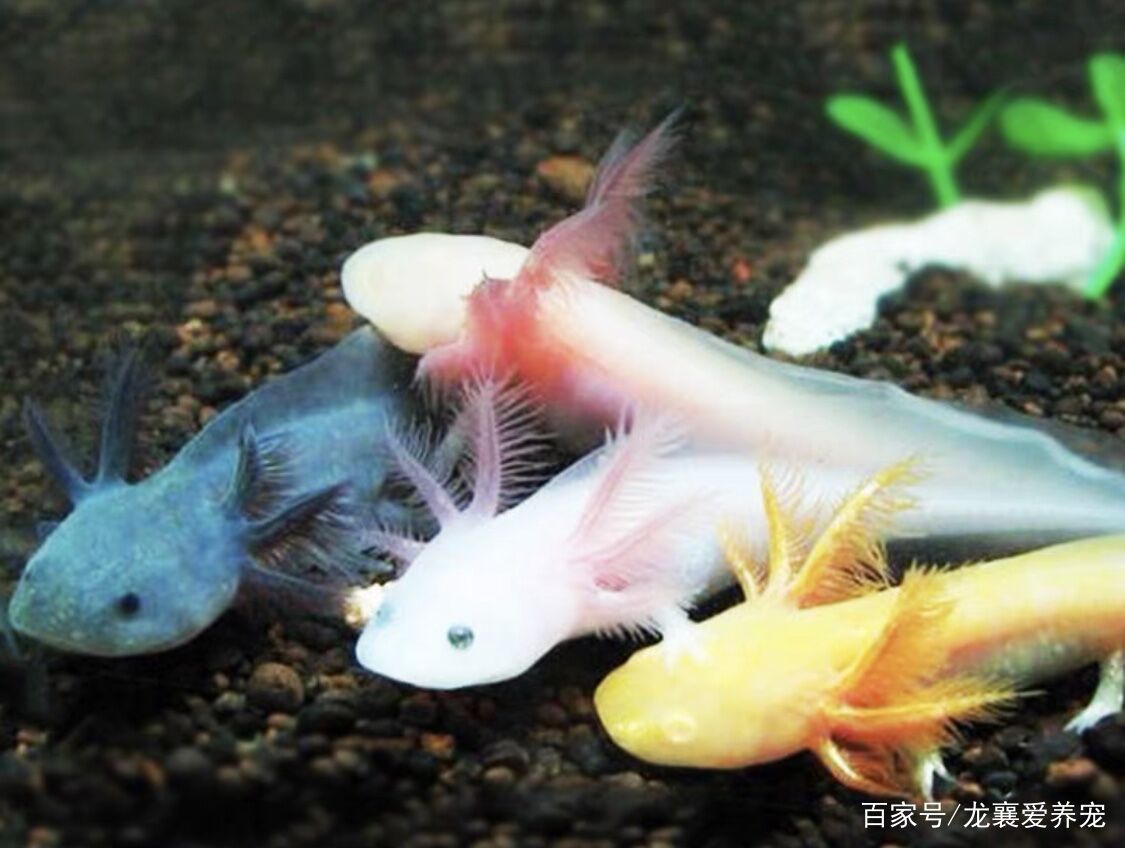 六角恐龍魚學名是什么（六角恐龍魚的學名）