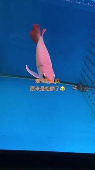 龍魚松鱗圖片