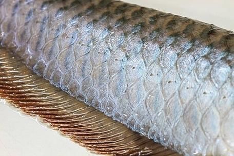 龍魚松鱗圖片
