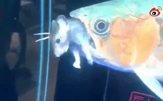 龍魚能夠吃老鼠嗎？：龍魚能吃老鼠嗎，