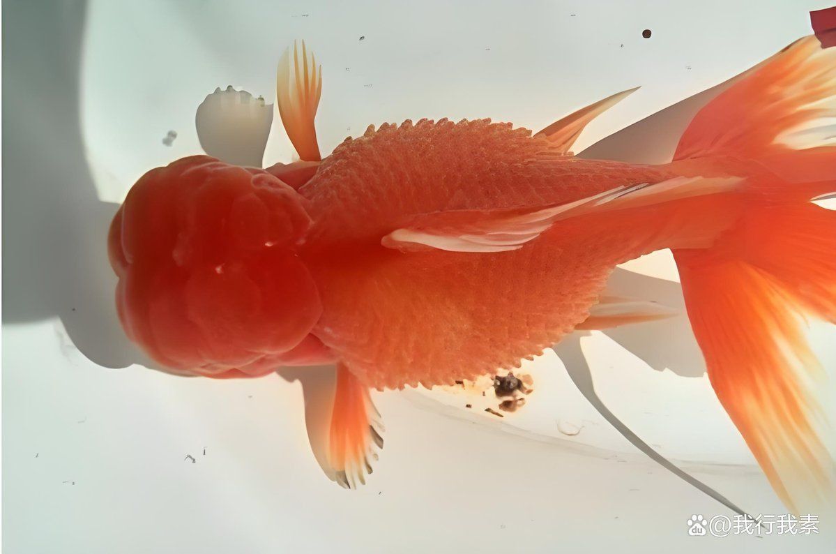 金魚炸鱗
