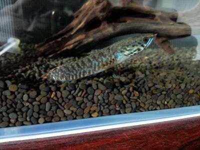 野生雷龍魚,多久會進食一次：野生雷龍魚一個月不喂食，可以長時間不喂食，還需定期喂食