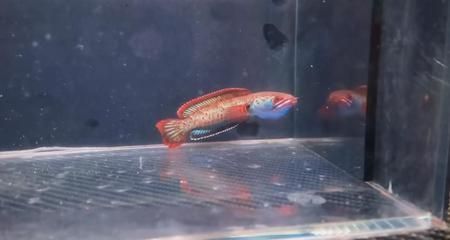 雷龍魚怎么訓練吃飼料（如何訓練雷龍魚吃飼料）