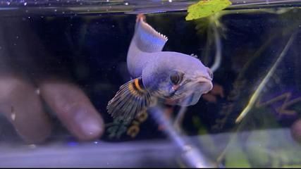 雷龍魚怎么訓練吃飼料（如何訓練雷龍魚吃飼料）