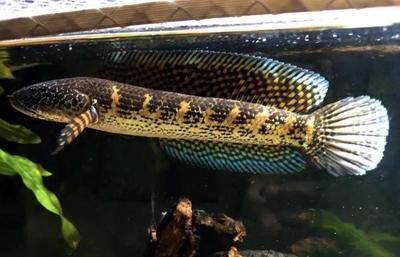雷龍魚怎么訓練吃飼料（如何訓練雷龍魚吃飼料）