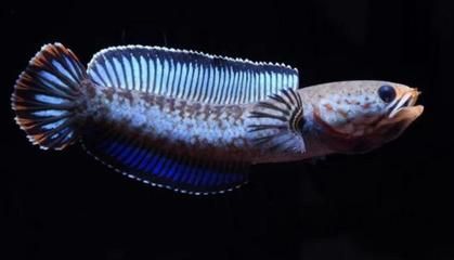 雷龍魚怎么訓練吃飼料（如何訓練雷龍魚吃飼料）