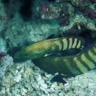 龍魚蒙眼癥狀及治療龍魚蒙眼癥狀及治療方法及治療方法：龍魚蒙眼怎么辦