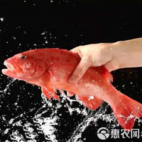 龍魚蒙眼癥狀及治療龍魚蒙眼癥狀及治療方法及治療方法：龍魚蒙眼怎么辦