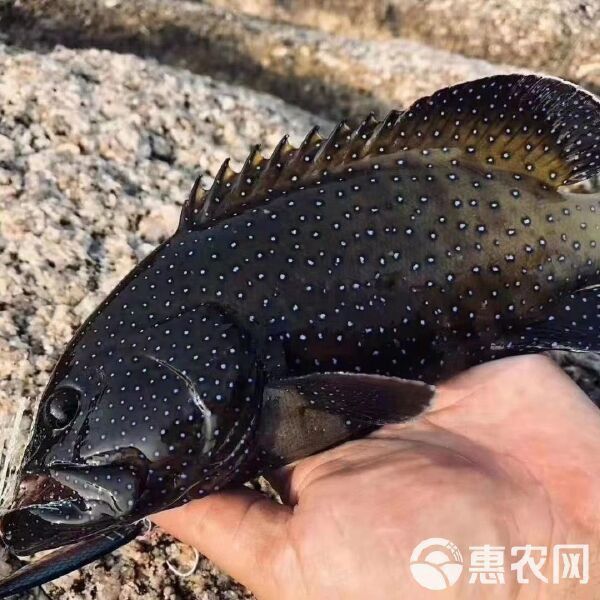 龍魚蒙眼癥狀及治療龍魚蒙眼癥狀及治療方法及治療方法：龍魚蒙眼怎么辦